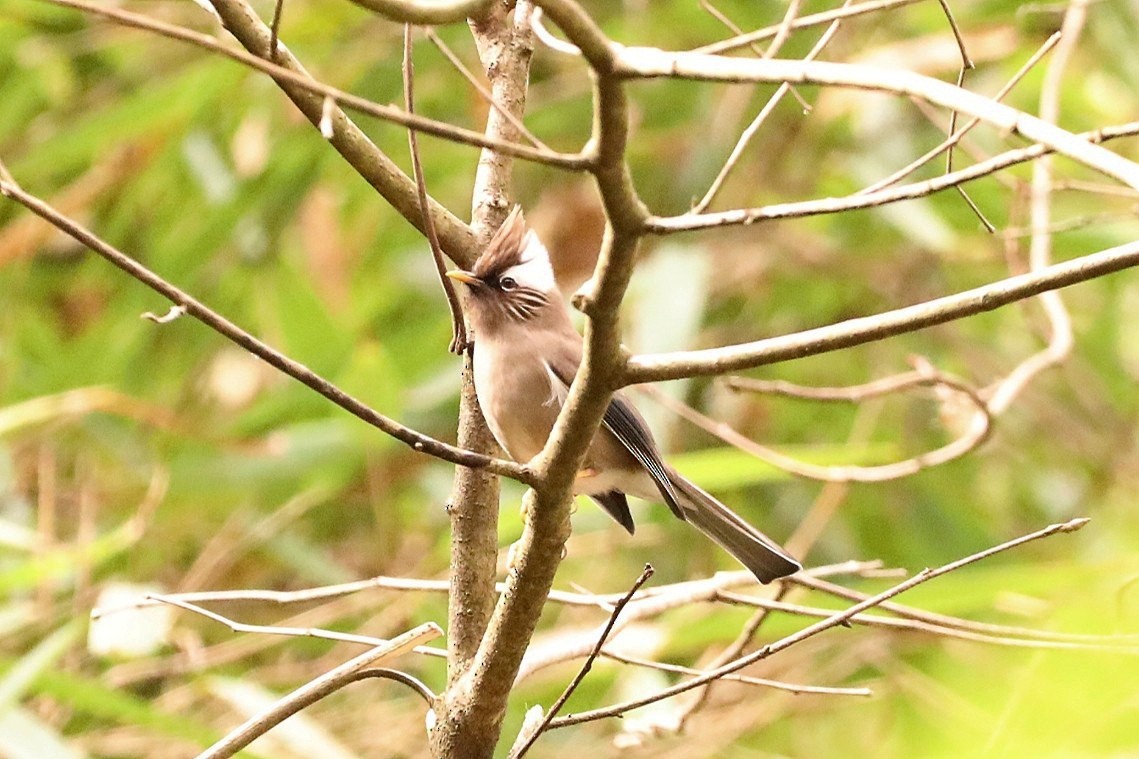 White-collared Yuhina - Starlit Chen