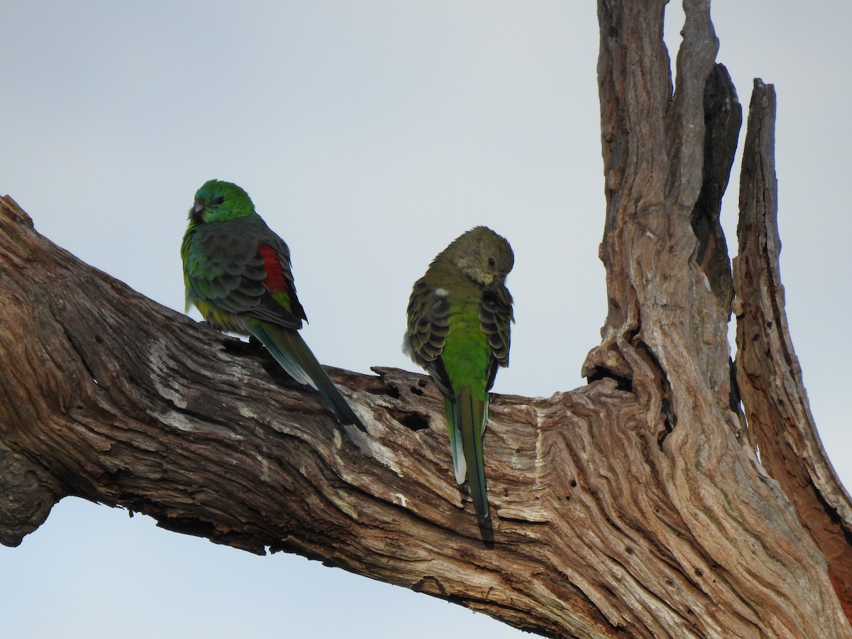Red-rumped Parrot - ML615811826