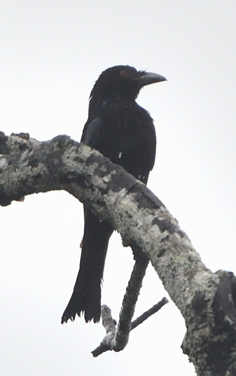 Spangled Drongo - ML615811831