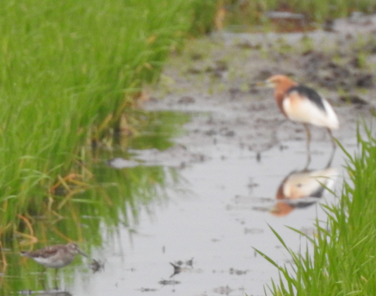 Javan Pond-Heron - marti ikehara