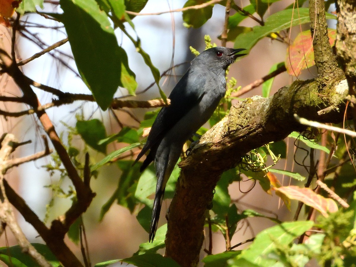 Black-winged Cuckooshrike - ML615811878