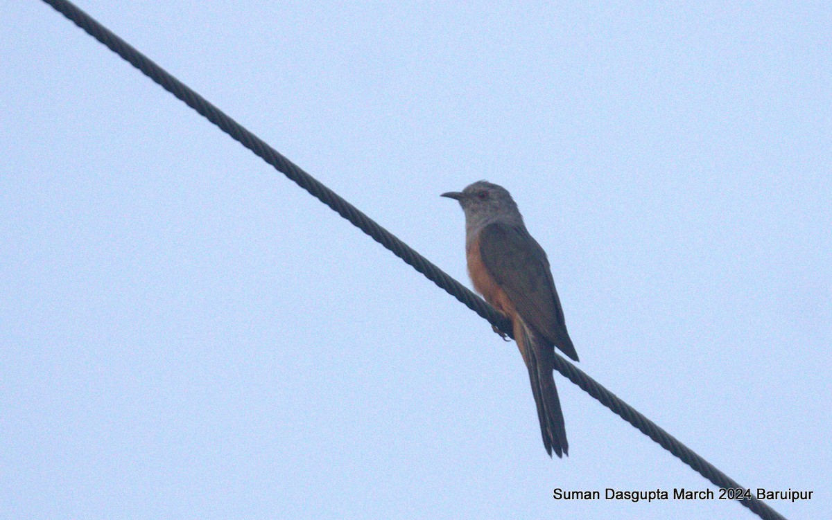 Plaintive Cuckoo - ML615811879