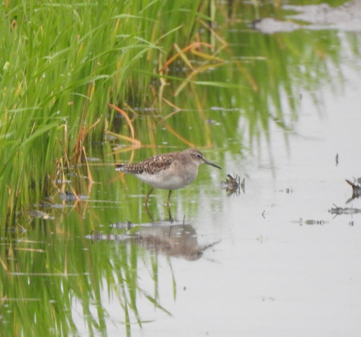 Wood Sandpiper - marti ikehara