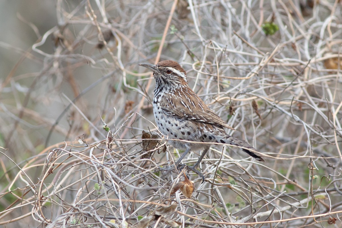 Cactus Wren - ML615811915