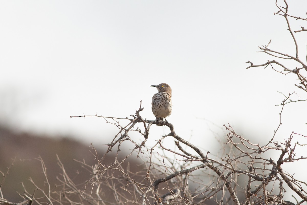 Gray Thrasher - ML615811917