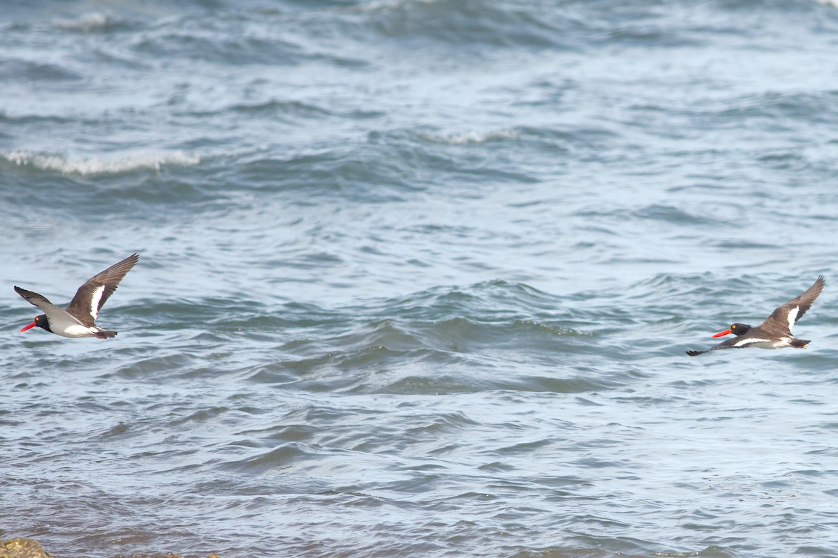 American Oystercatcher - ML615811918