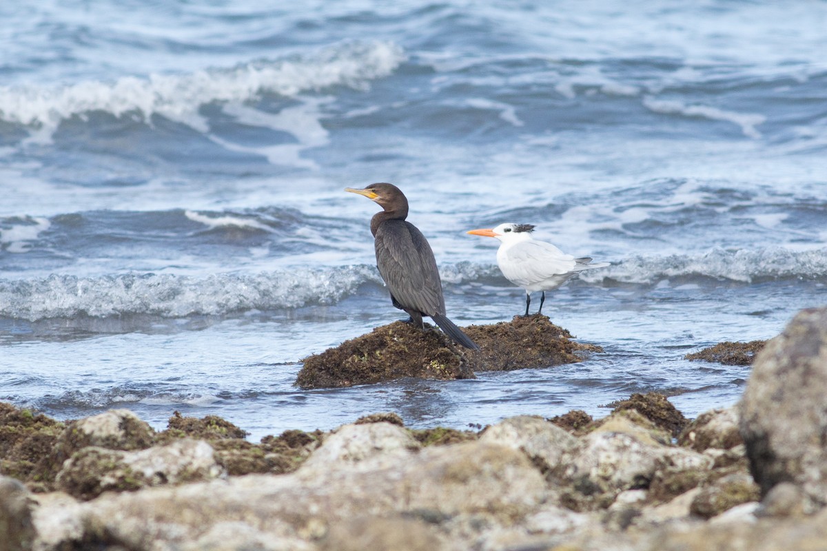 Neotropic Cormorant - ML615811921