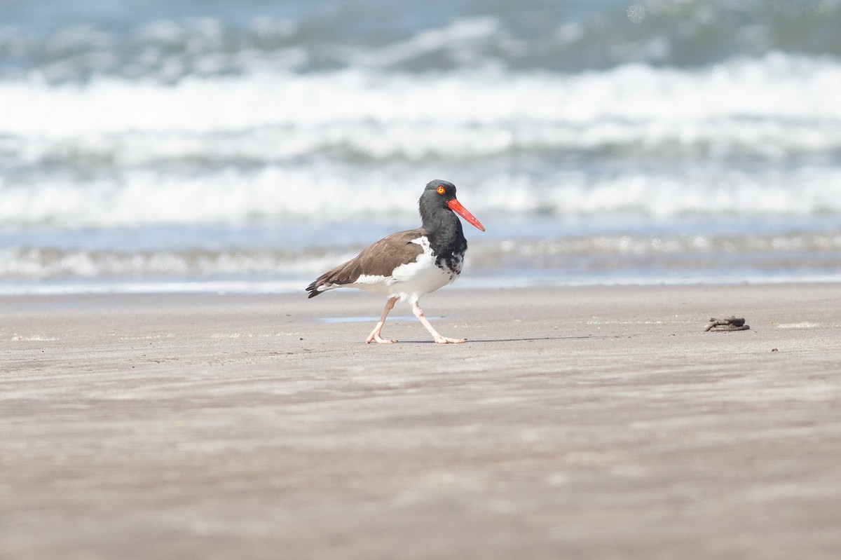 American Oystercatcher - ML615811952