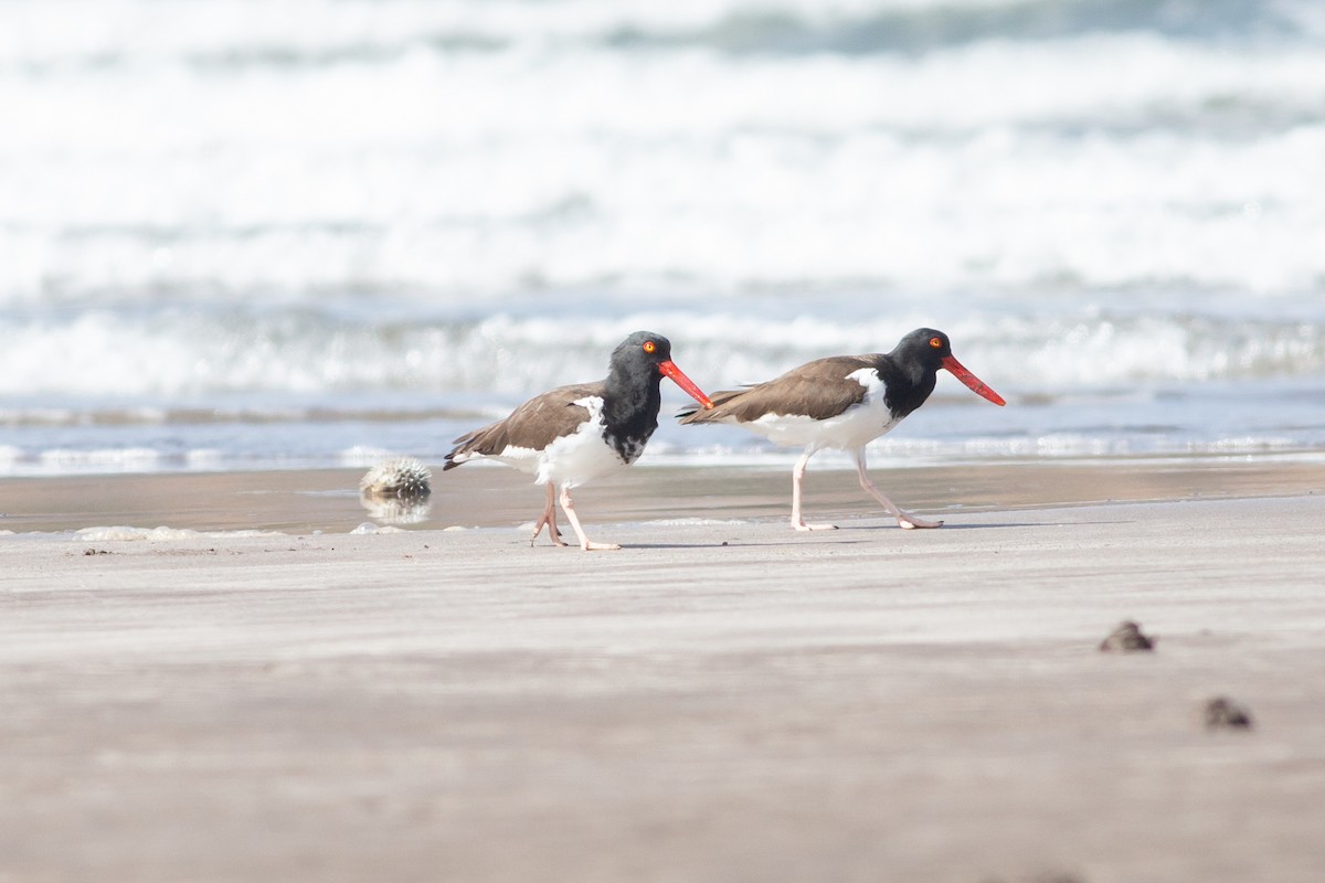 American Oystercatcher - ML615811959