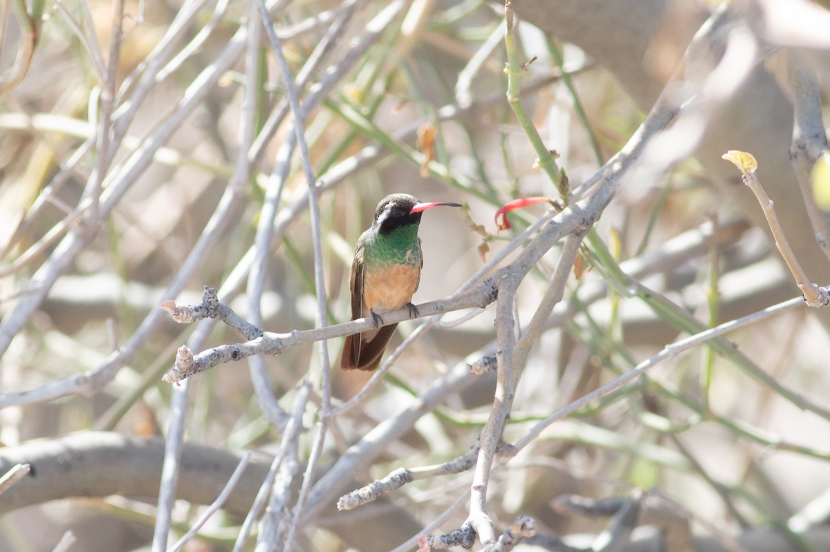 Xantus's Hummingbird - ML615811965