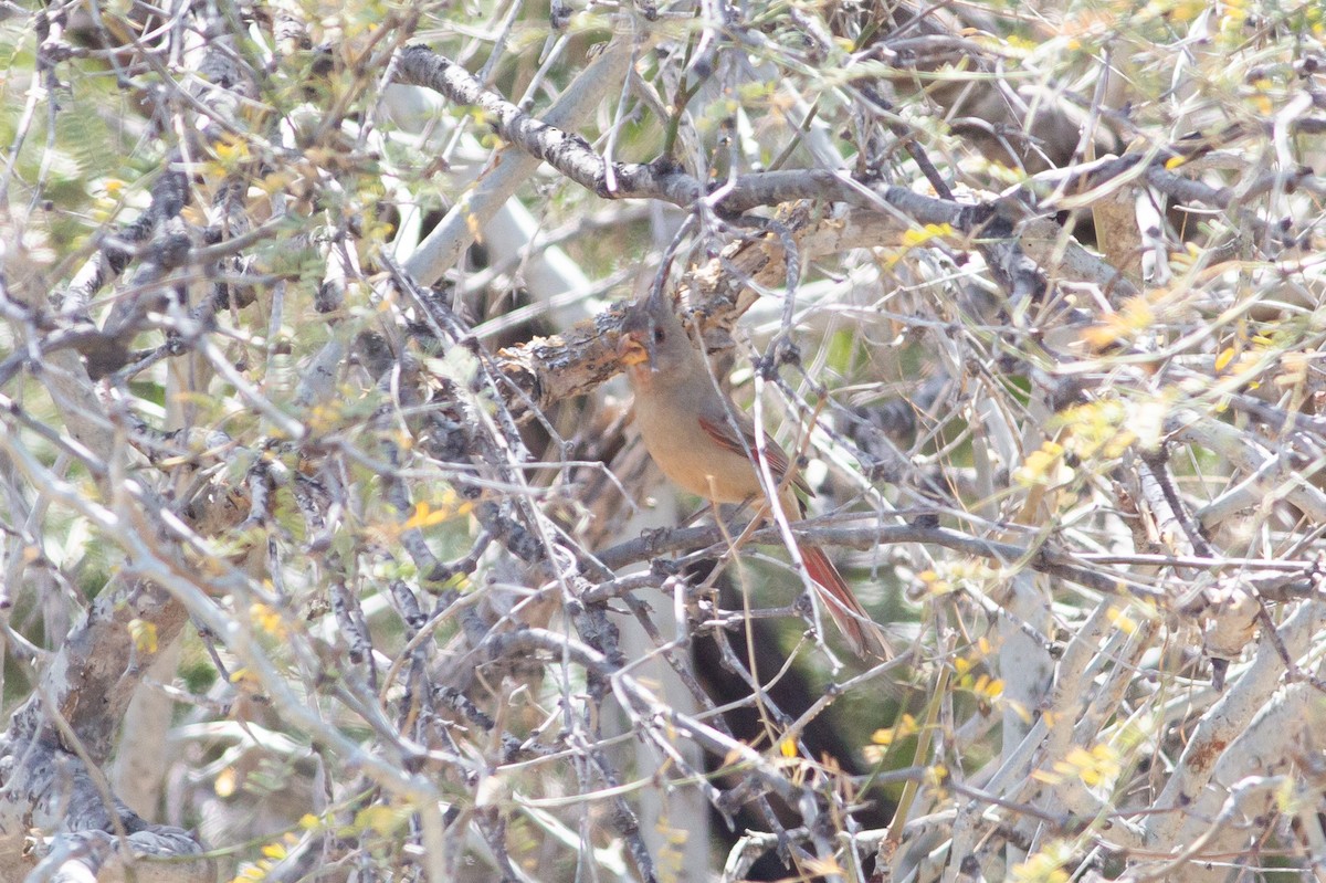 Pyrrhuloxia - ML615811970