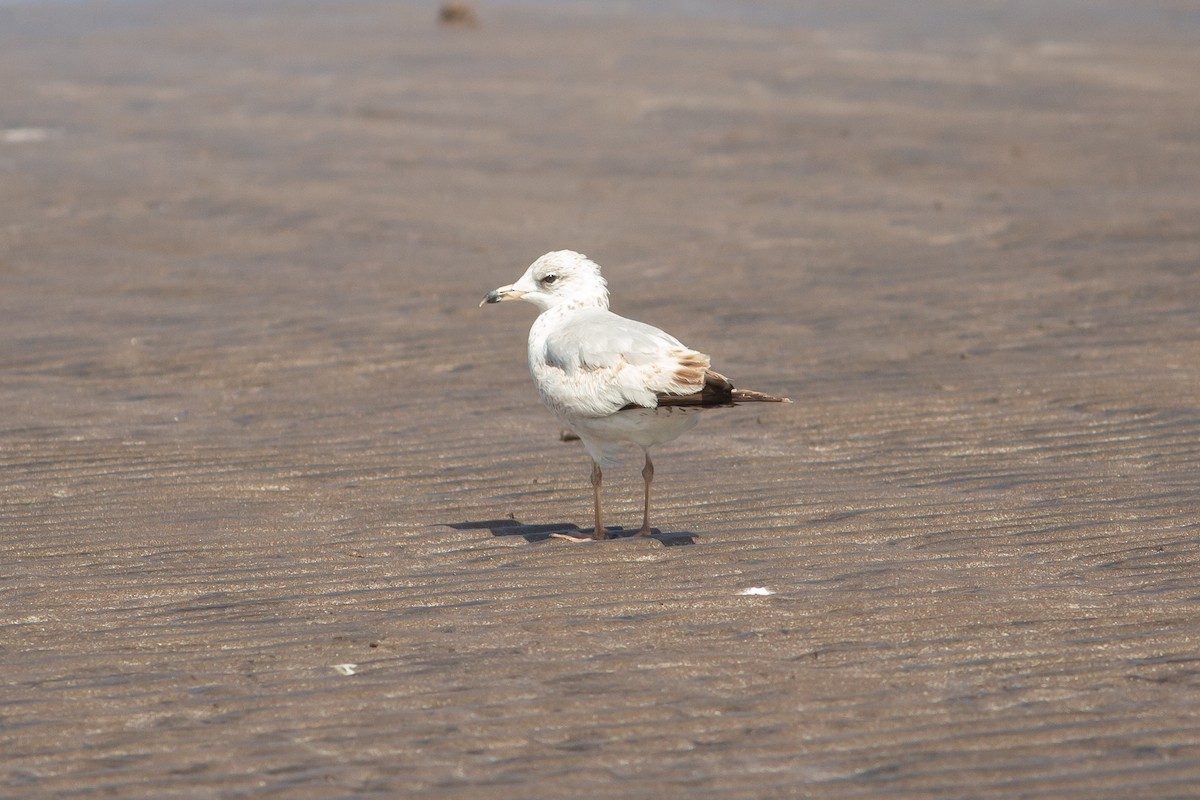 Ring-billed Gull - ML615811975