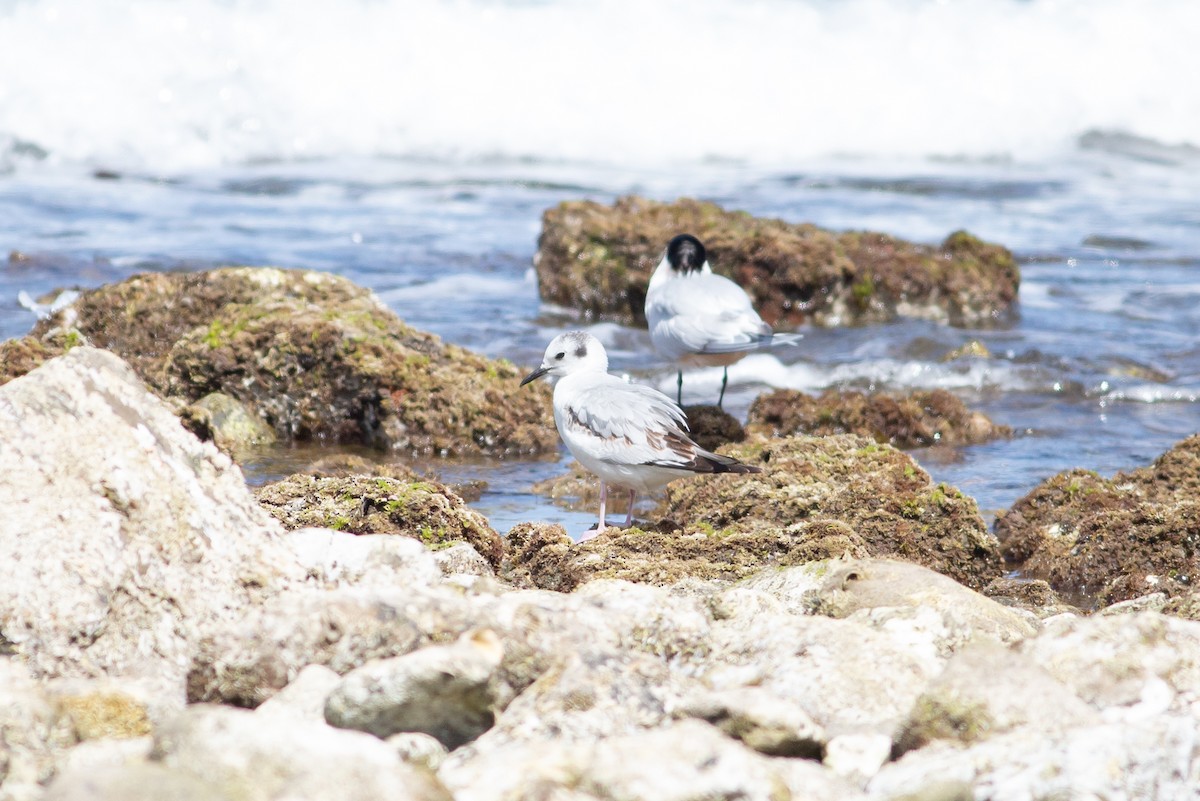 Bonaparte's Gull - ML615811978