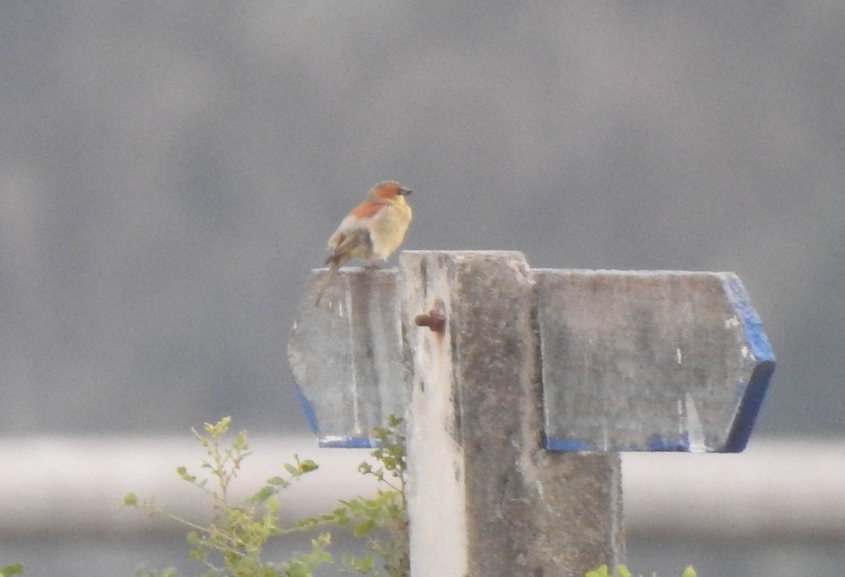 Plain-backed Sparrow - marti ikehara