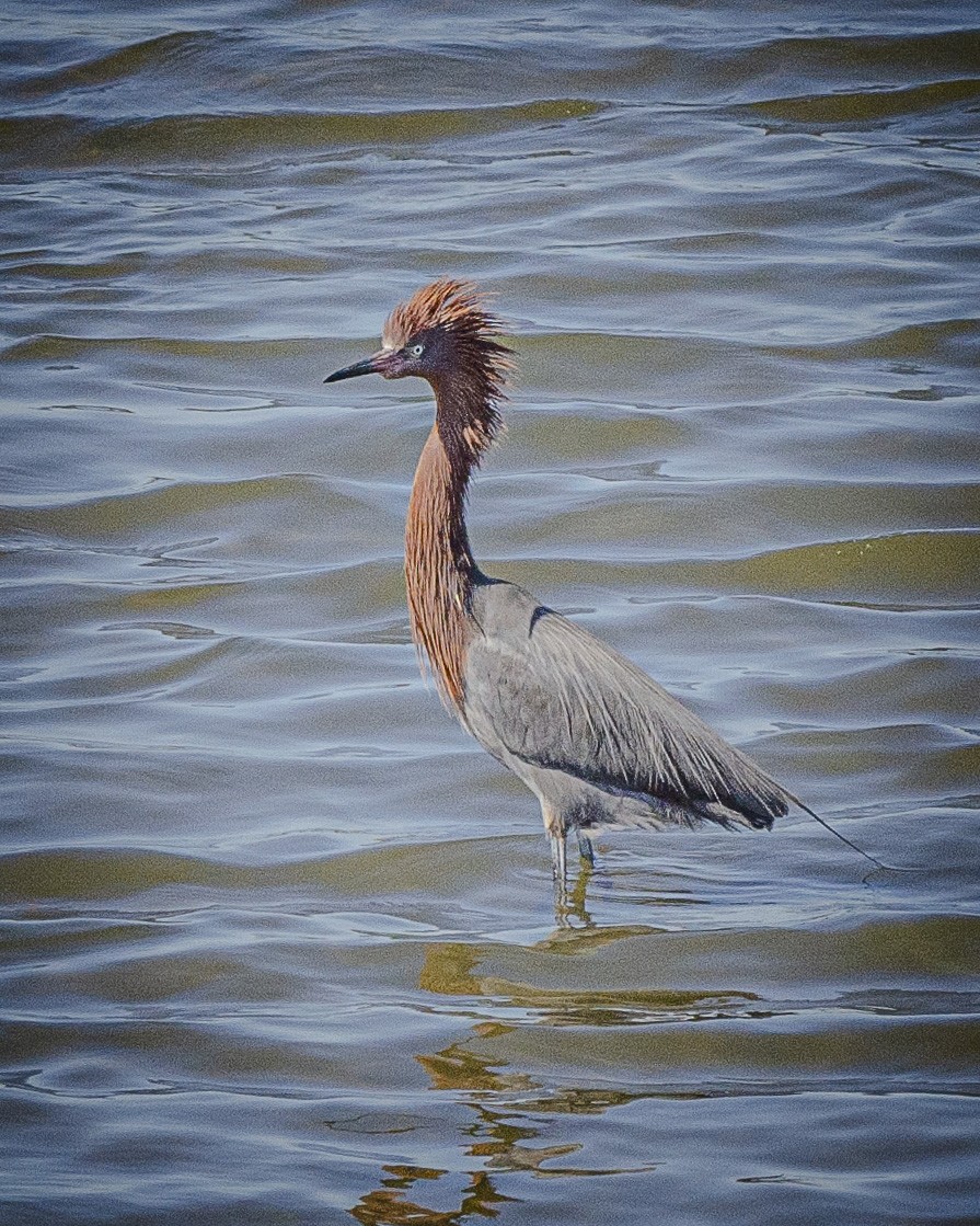 Reddish Egret - James Kendall