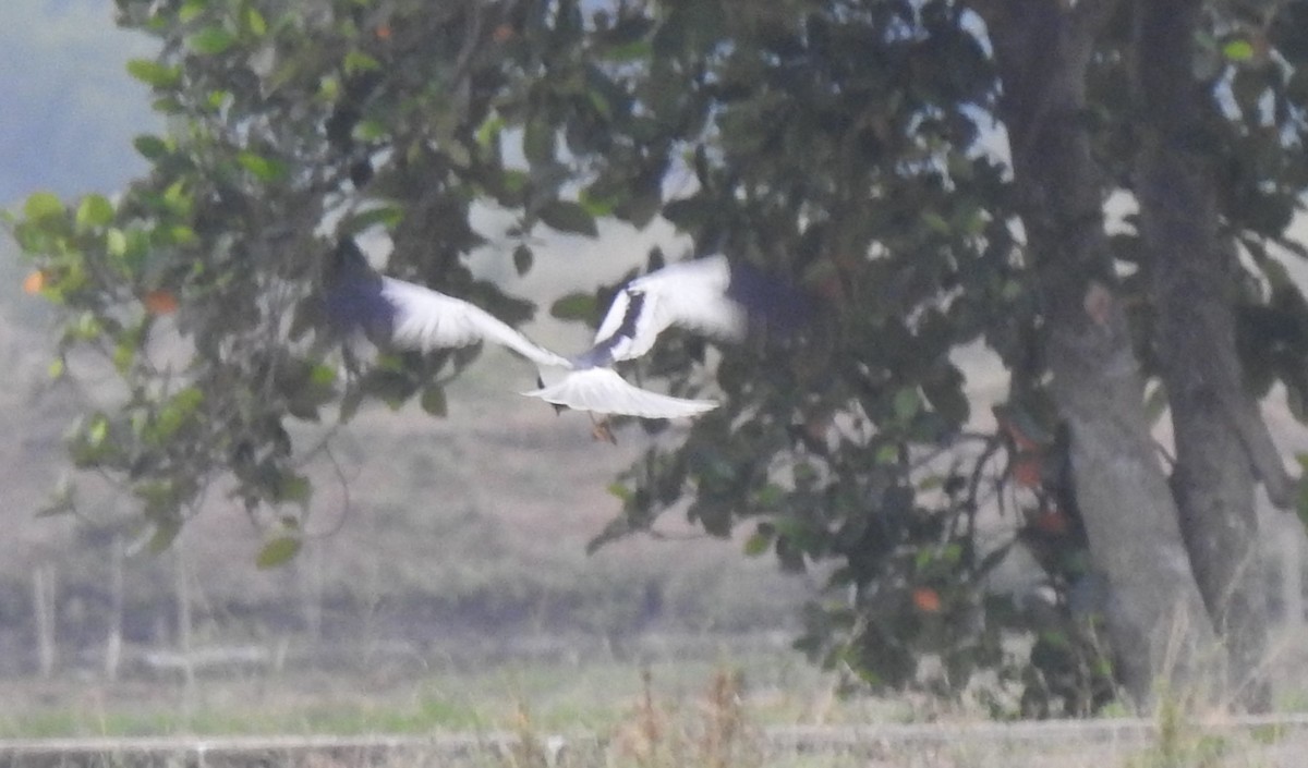 Pied Harrier - marti ikehara