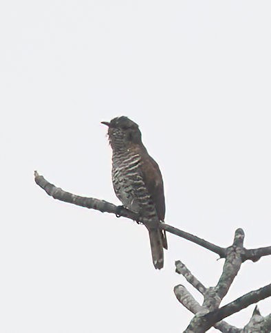 Little Bronze-Cuckoo - ML615812163