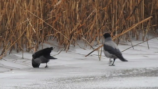 Hooded Crow - ML615812239