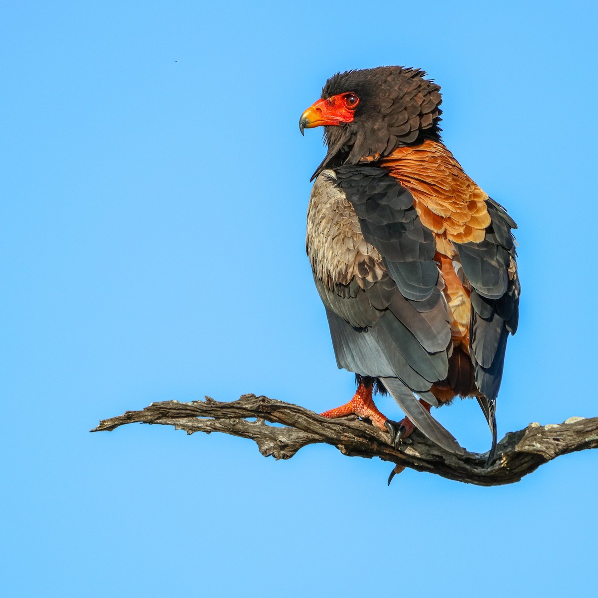 Bateleur - Natalie Naidoo