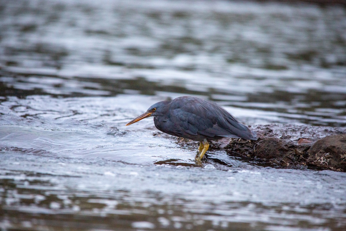 Pacific Reef-Heron - ML615812262