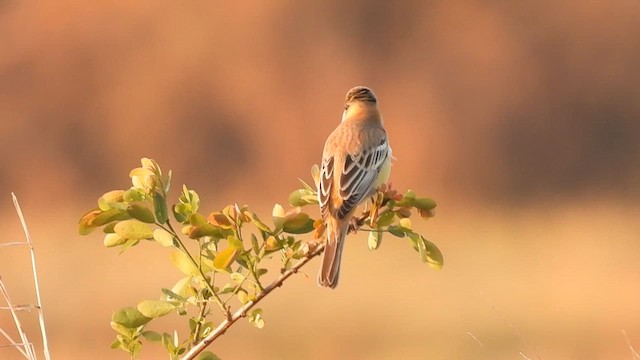 Black-headed Bunting - ML615812280