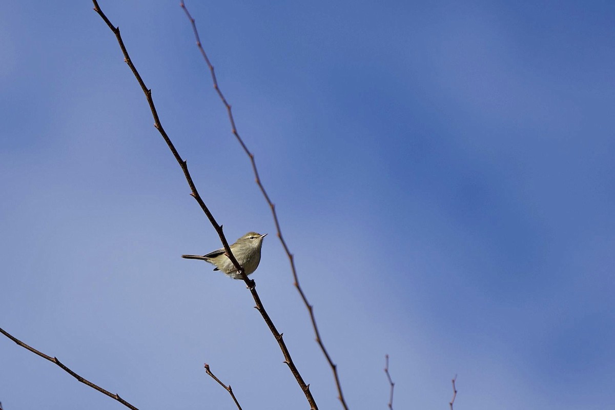 Japanese Bush Warbler - Hideki Sekimoto