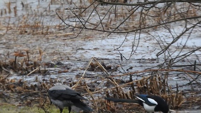 Hooded Crow - ML615812317