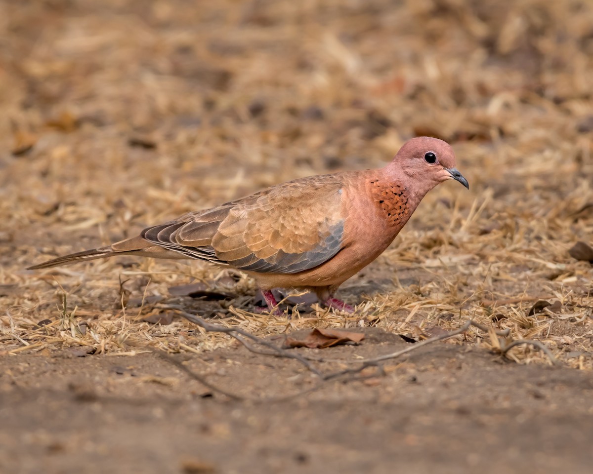 Laughing Dove - ML615812345
