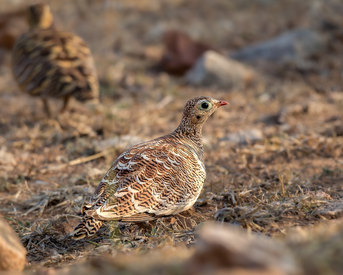 Painted Sandgrouse - ML615812387