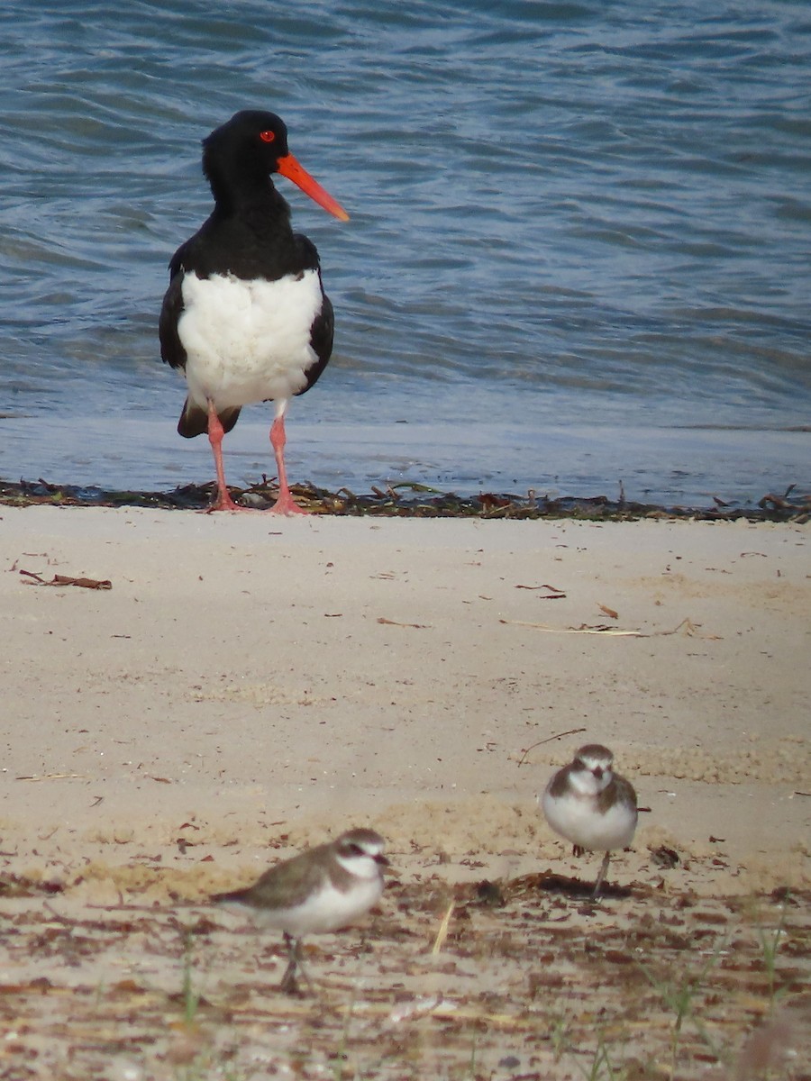 Pied Oystercatcher - Rolo Rodsey