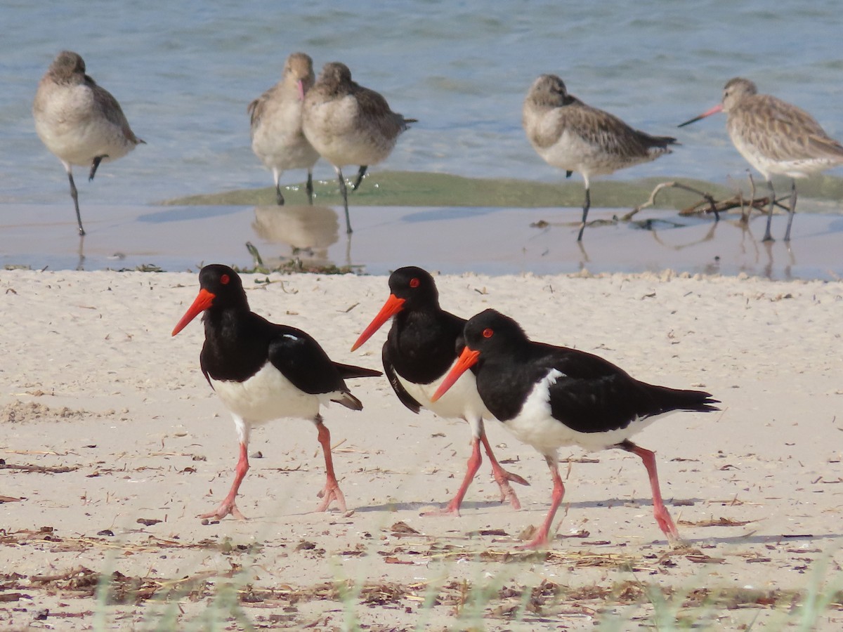 Pied Oystercatcher - ML615812412