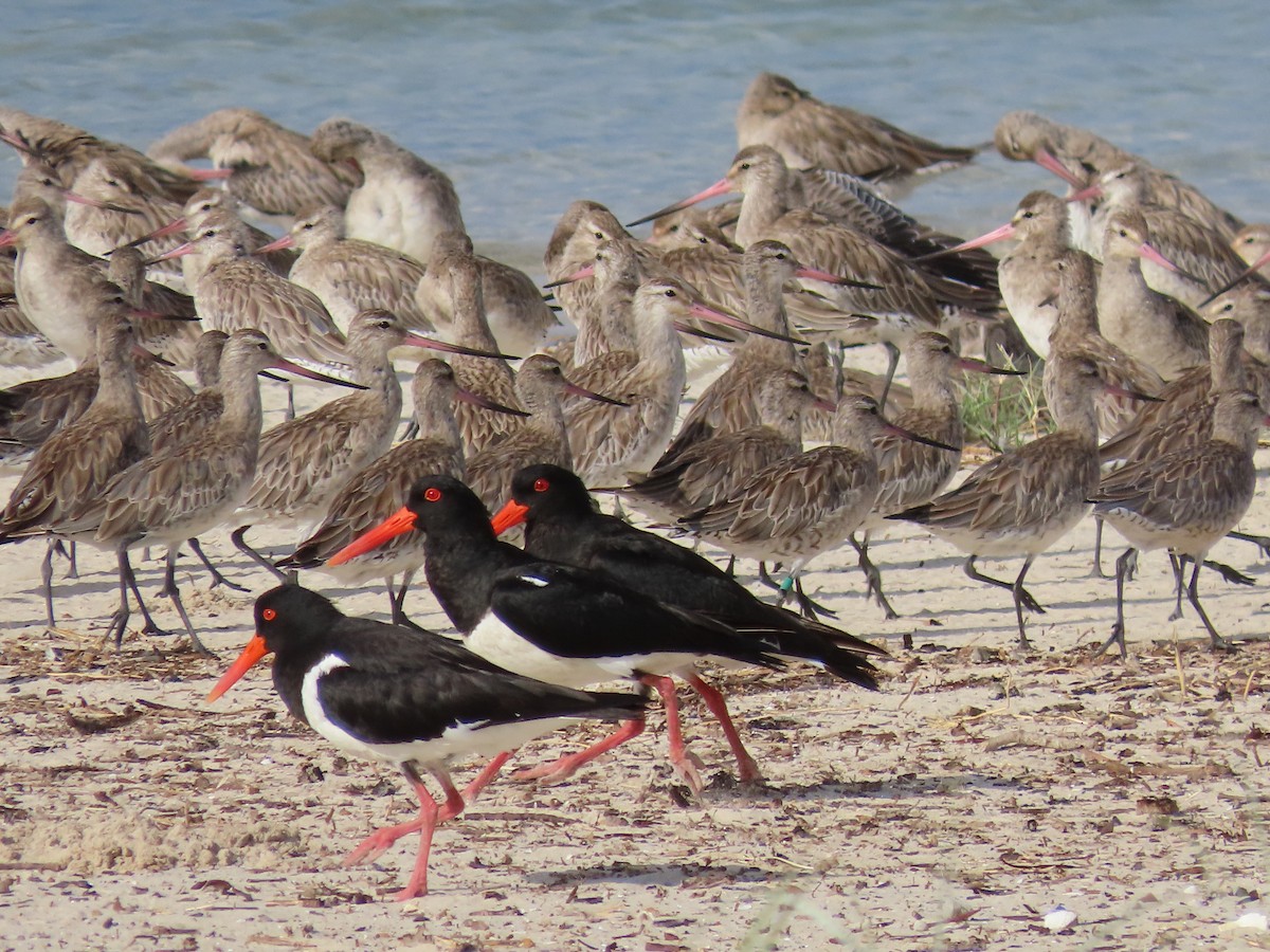 Pied Oystercatcher - ML615812413