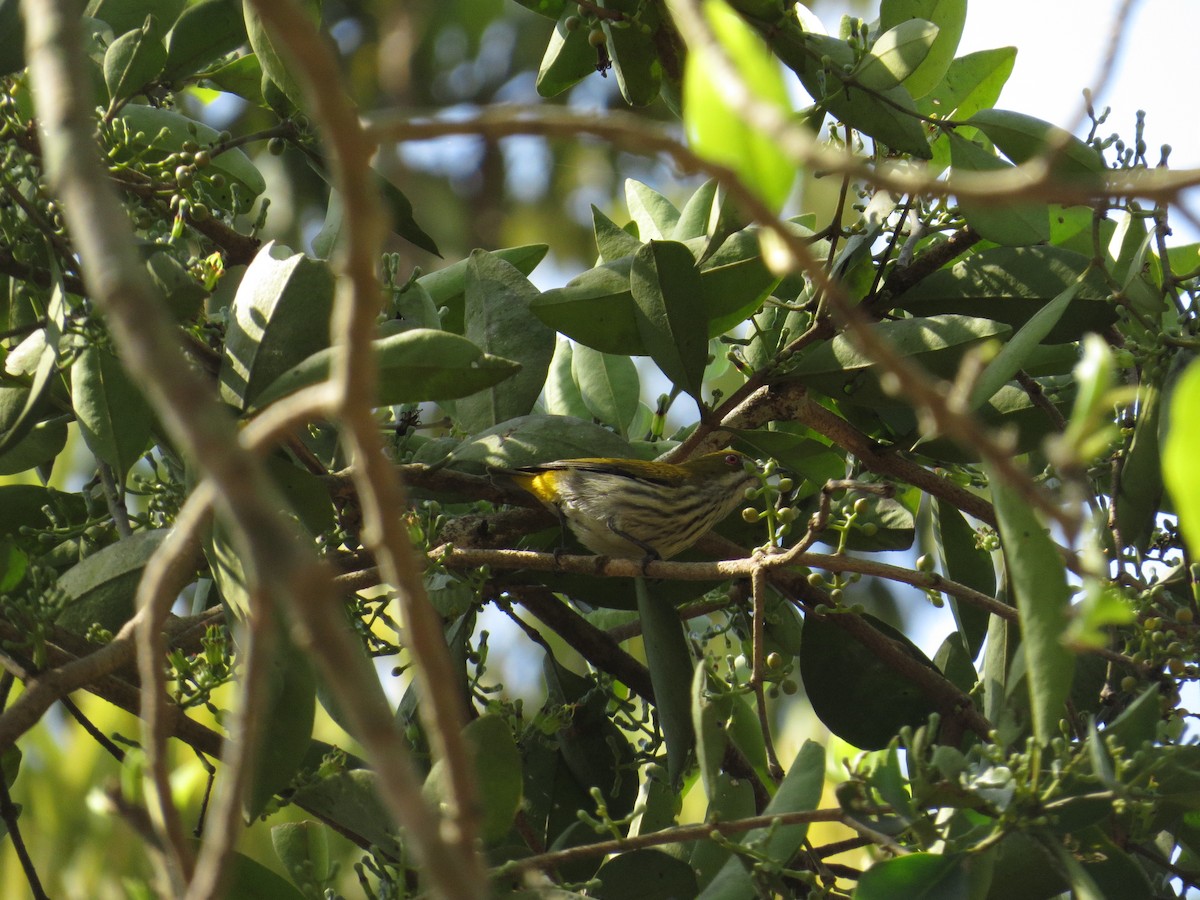 Yellow-vented Flowerpecker - ML615812419