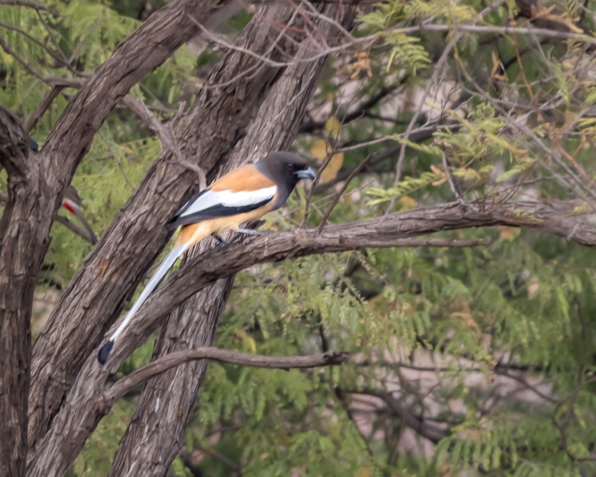 Rufous Treepie - ML615812431