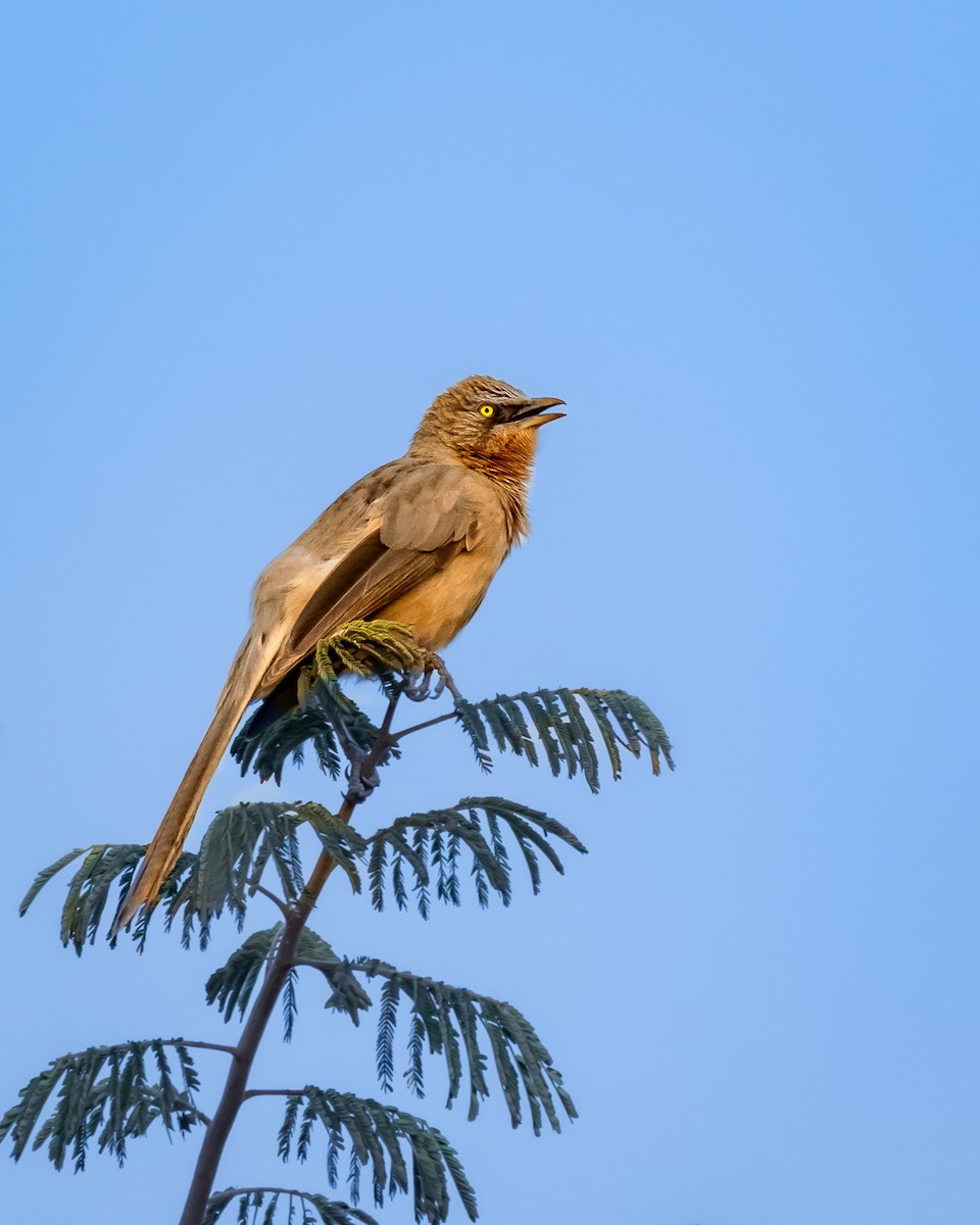 Large Gray Babbler - ML615812438