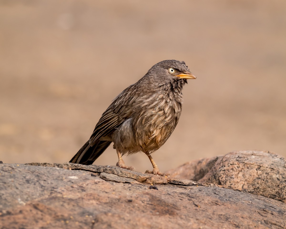 Common Babbler - ML615812444