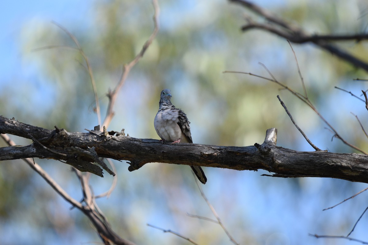 Peaceful Dove - ML615812446