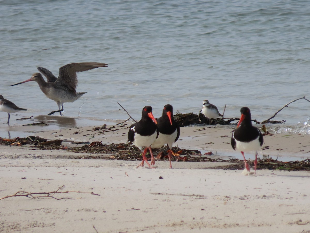 Pied Oystercatcher - Rolo Rodsey