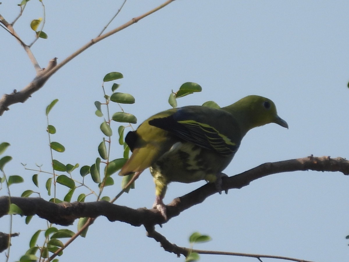 Gray-fronted Green-Pigeon - ML615812455