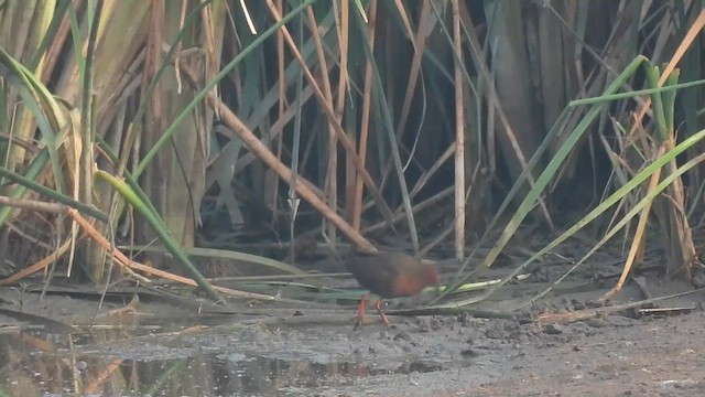 Ruddy-breasted Crake - ML615812464