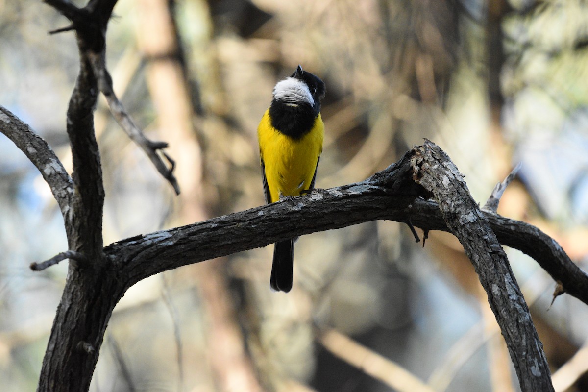 Golden Whistler - ML615812470