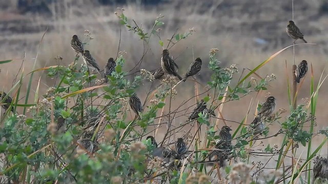 Streaked Weaver - ML615812494