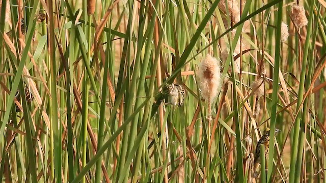 Streaked Weaver - ML615812495