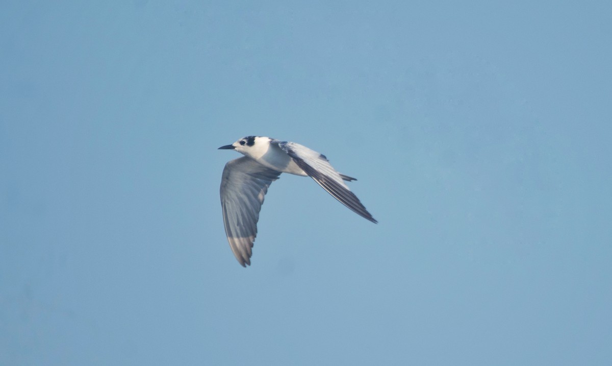 White-winged Tern - ML615812498