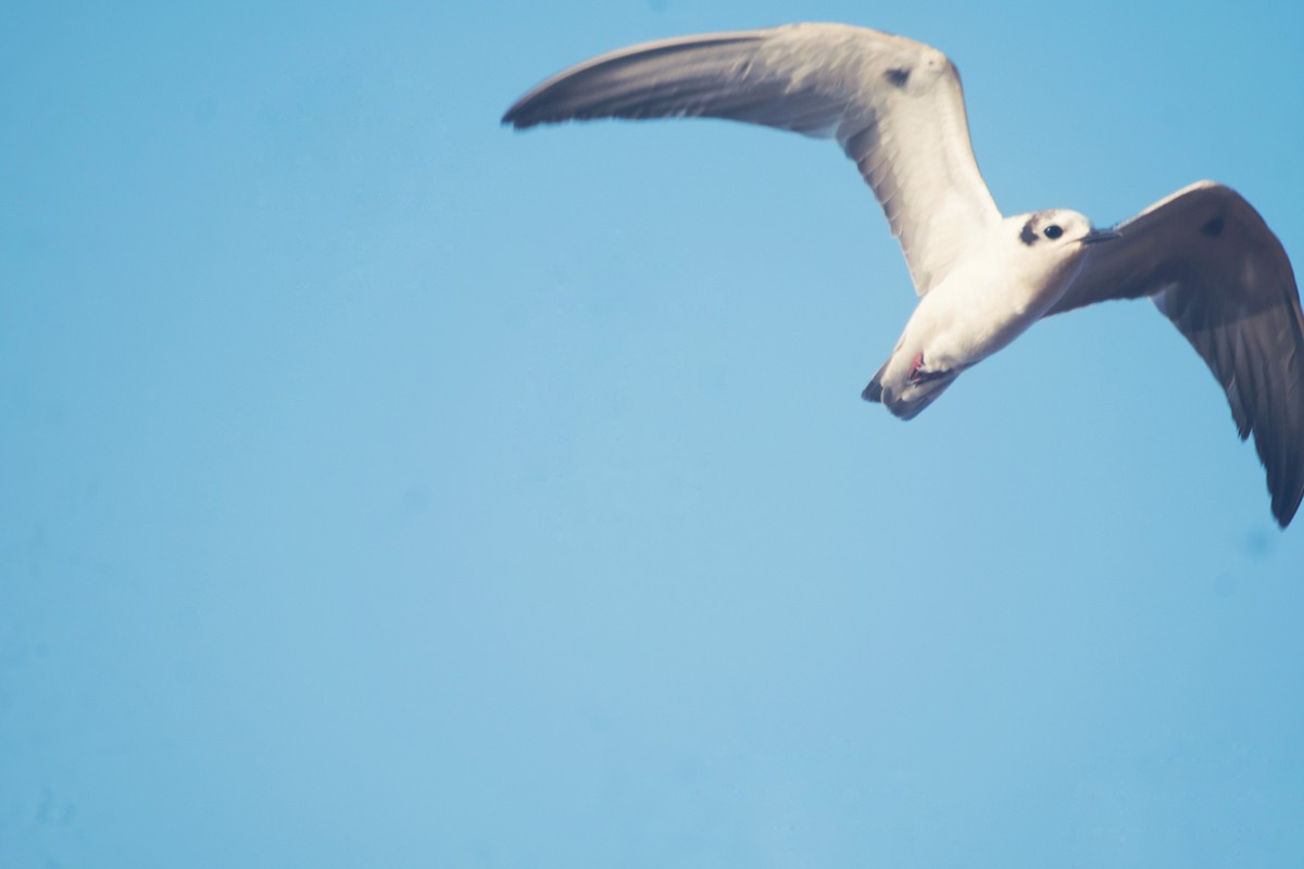 White-winged Tern - ML615812500