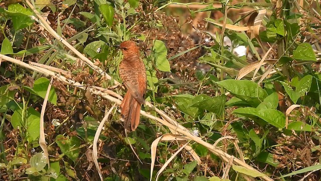 Gray-bellied Cuckoo - ML615812504