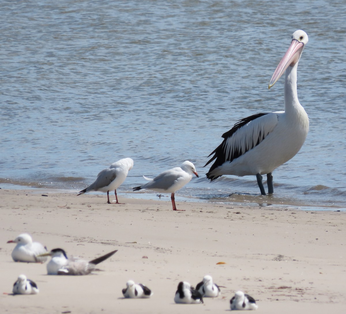 Silver Gull - ML615812532