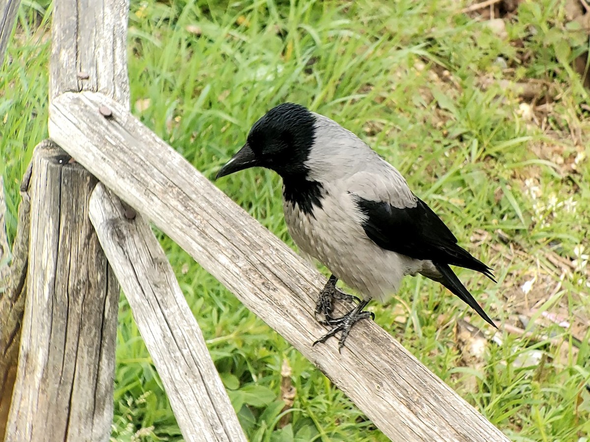 Hooded Crow - Matt Cahill