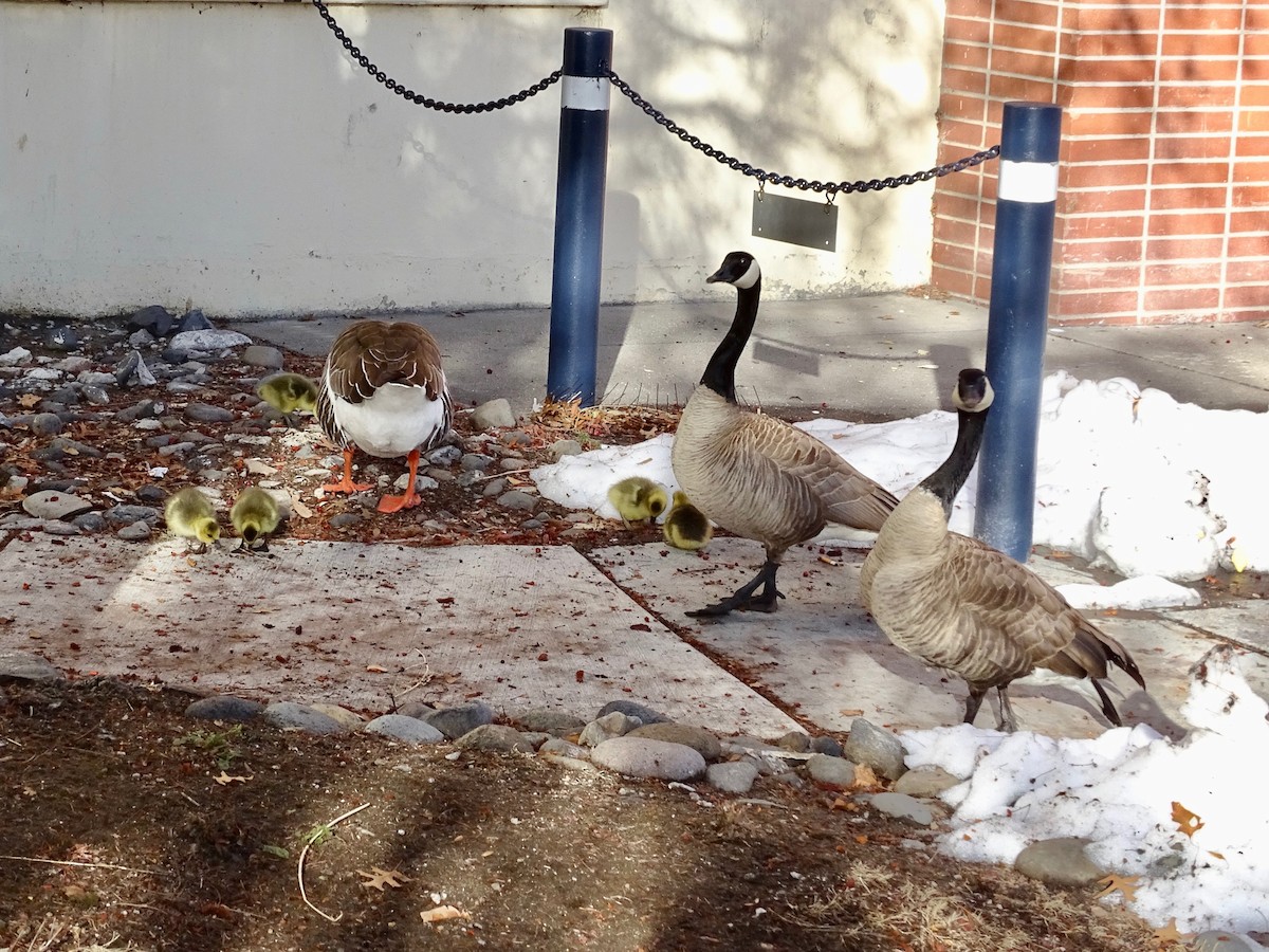 Canada Goose - Alan de Queiroz