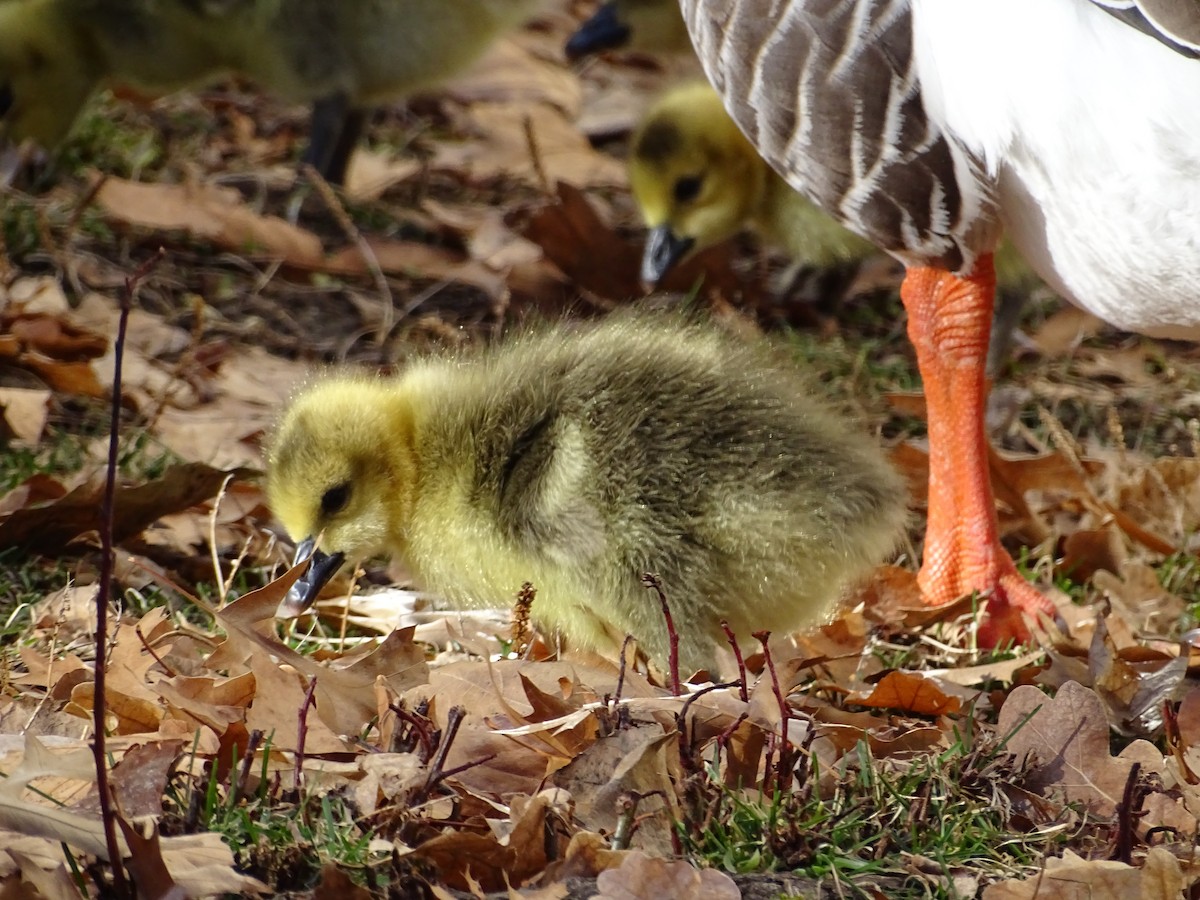 Canada Goose - ML615812574